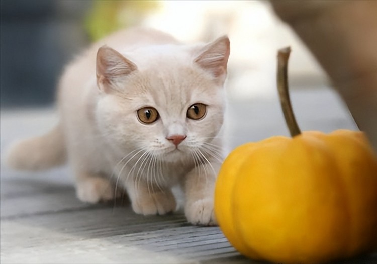 这8种食物猫咪一看就疯却有人从不给猫咪吃