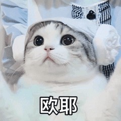 饲养攻略：猫咪两三个月大应该怎么养