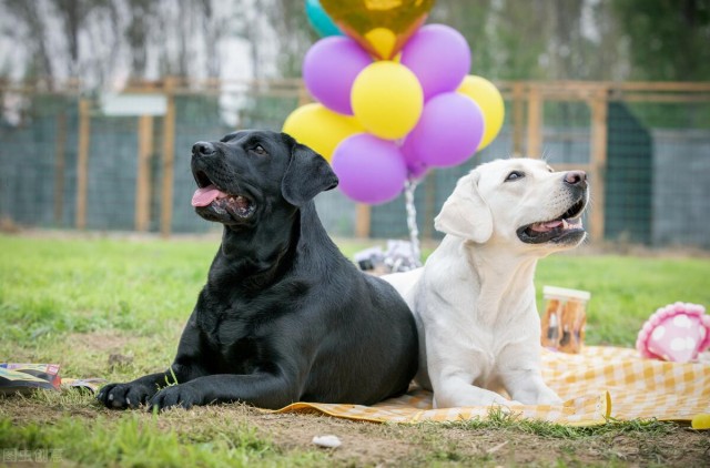 辟谣：不少大型犬比小型犬还温顺