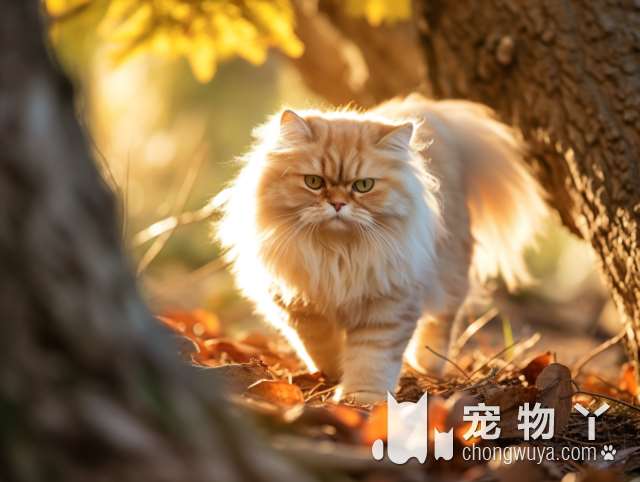 金吉拉猫保护表现解析